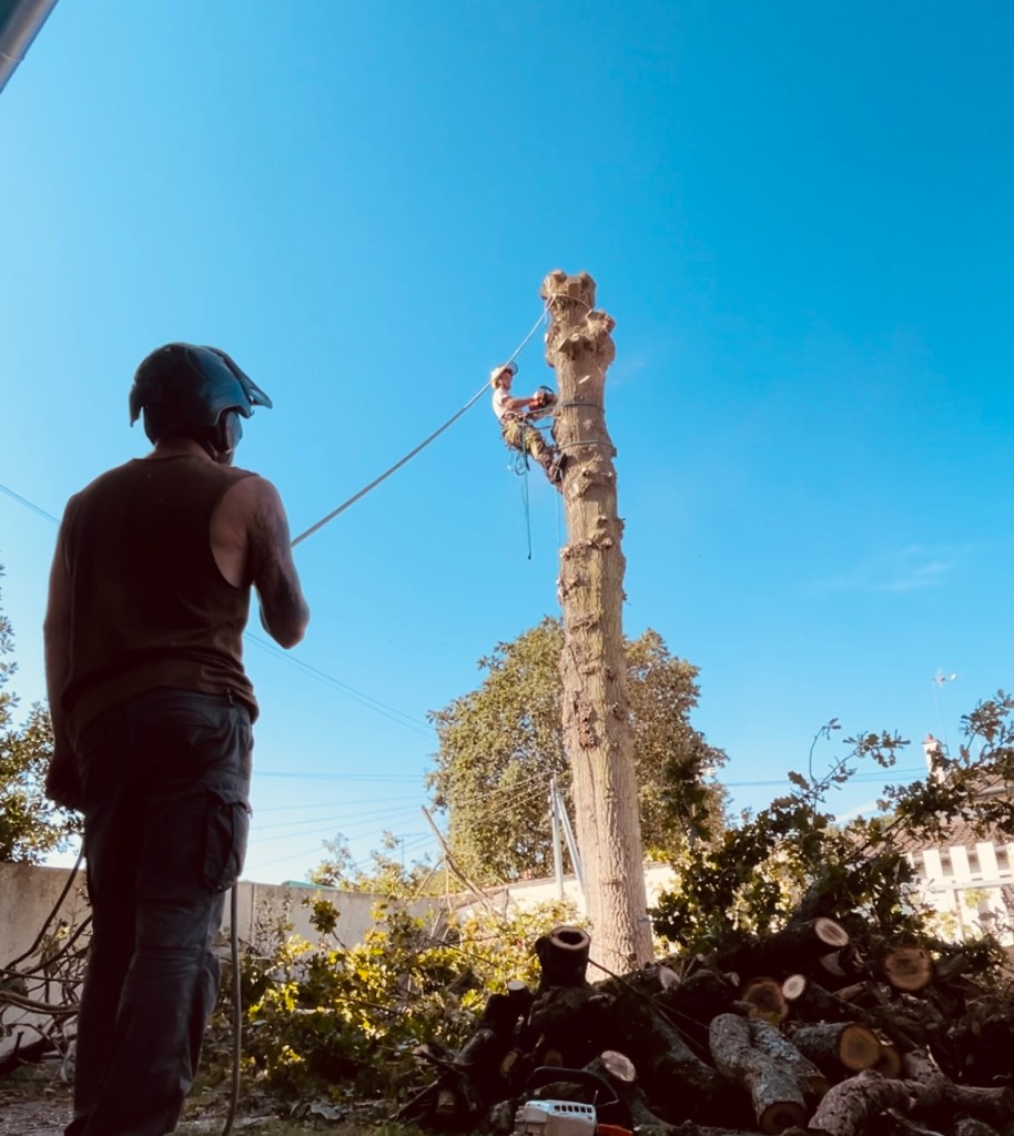 abattage par démontage à moigny sur école essonnes 91 LTS ARBRES ET JARDINS