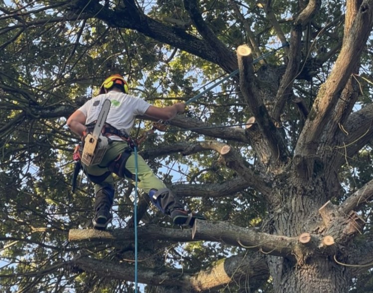 L&rsquo;Élagage et la Taille Raisonnée en Essonnes&nbsp;91