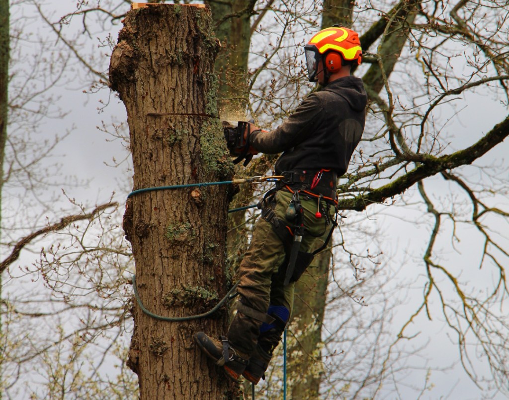 Paysagiste élagueur, entretien jardins, remise en état, élagage, abattage, à moigny sur école essonnes 91 LTS ARBRES ET JARDINS artisan local